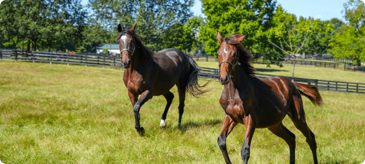 Two brown horses running in pasture.
