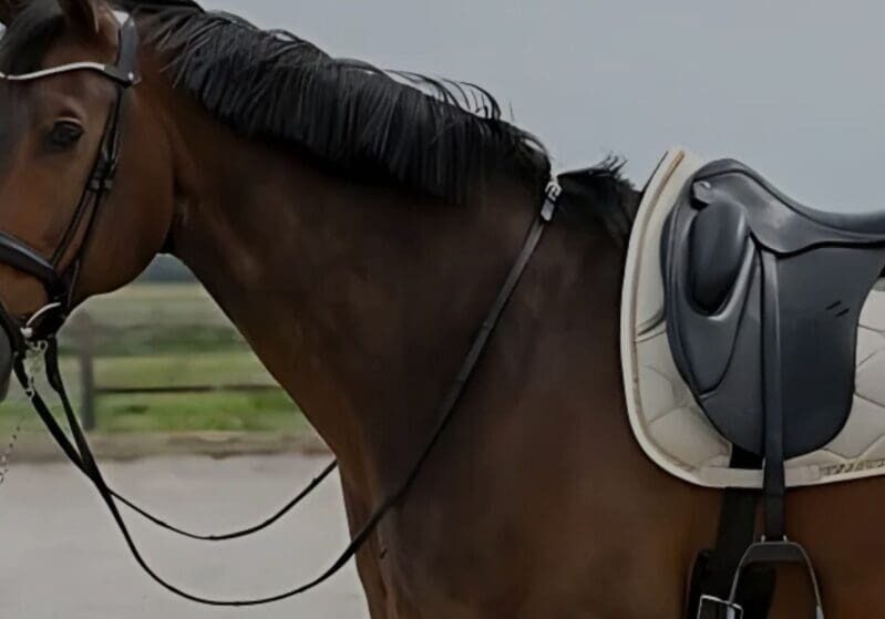 The Benefits of Investing in Quality Equestrian Tack Hero