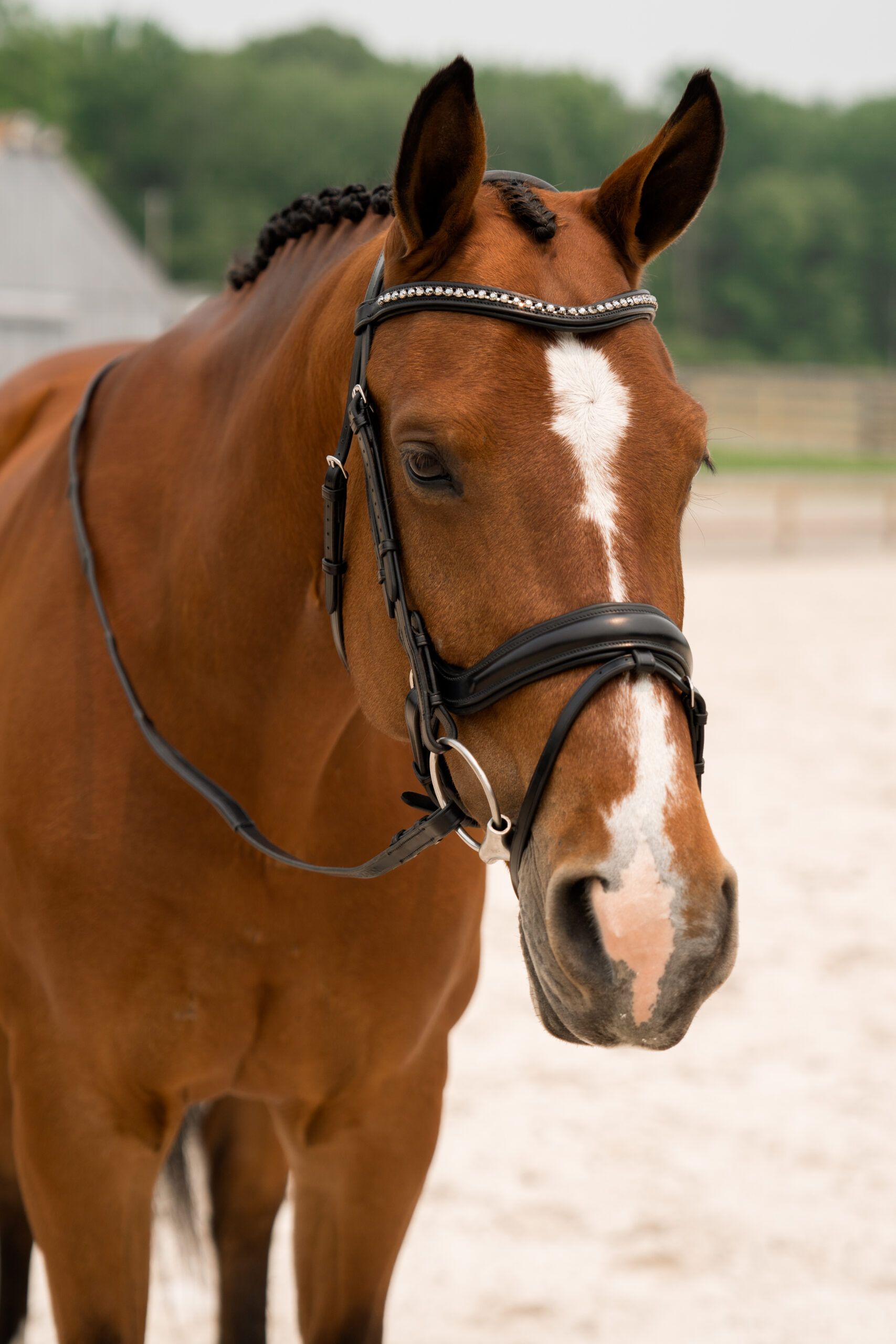 KL Select Impulsion Dressage Bridle Flash Crank