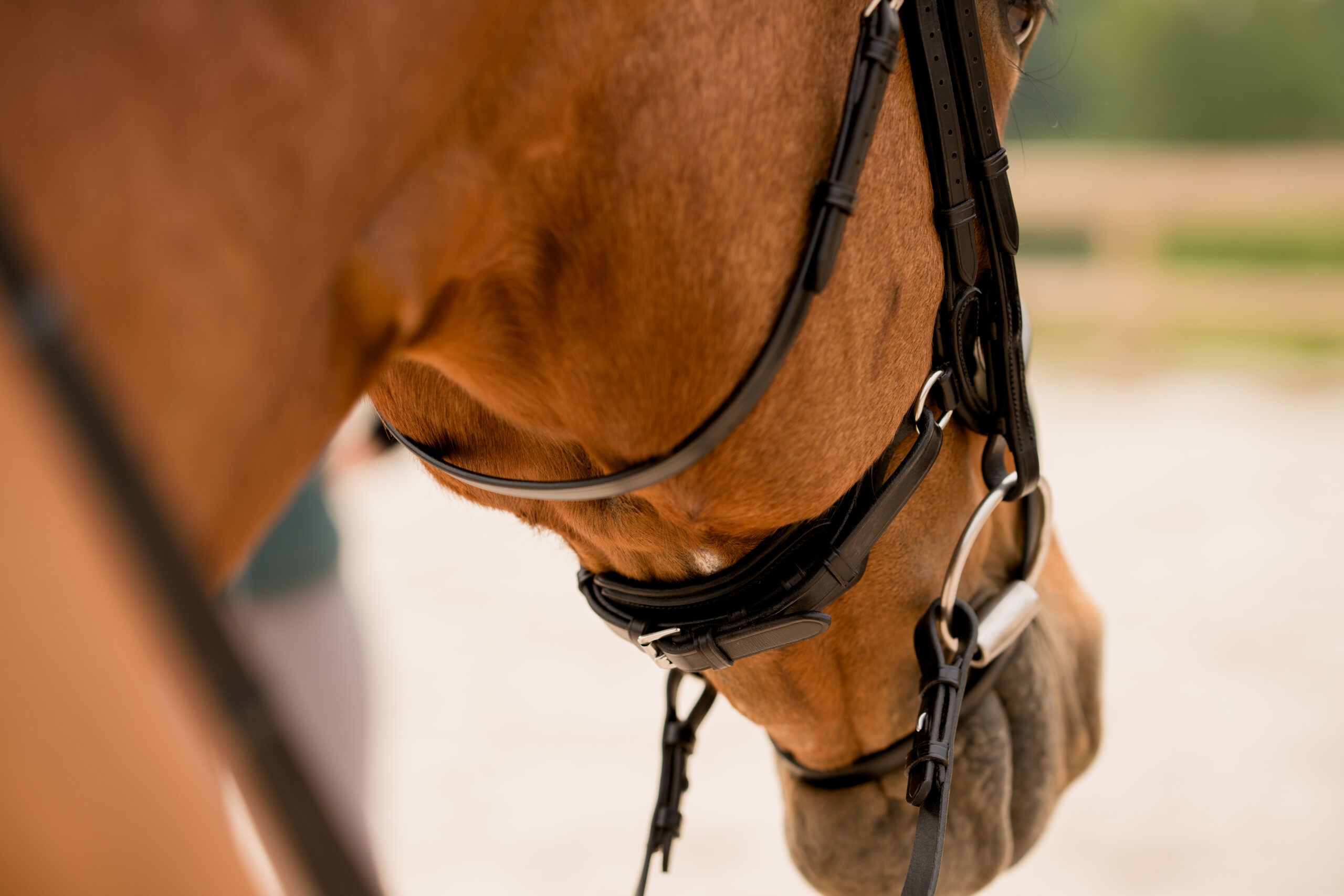 KL Select Impulsion Dressage Bridle Flash Crank